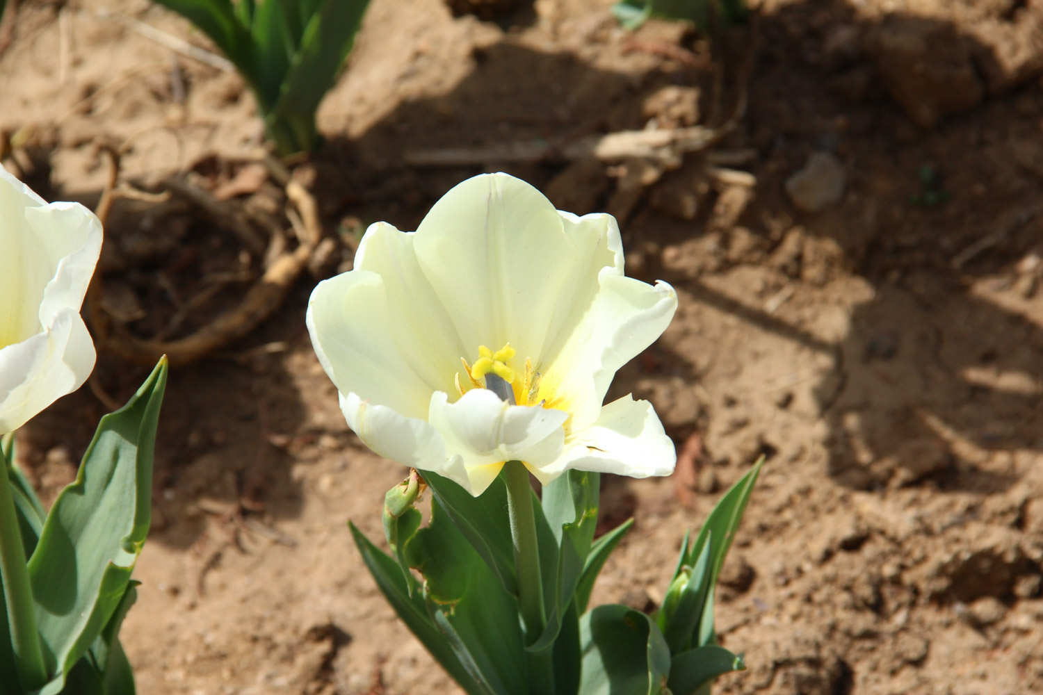 别致的紫色郁金香