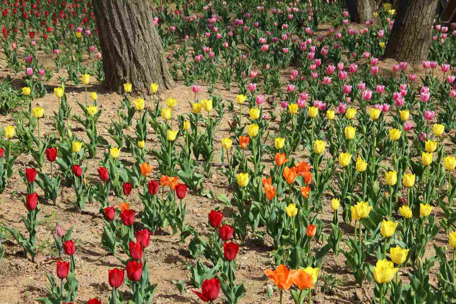 花坛里的郁金香