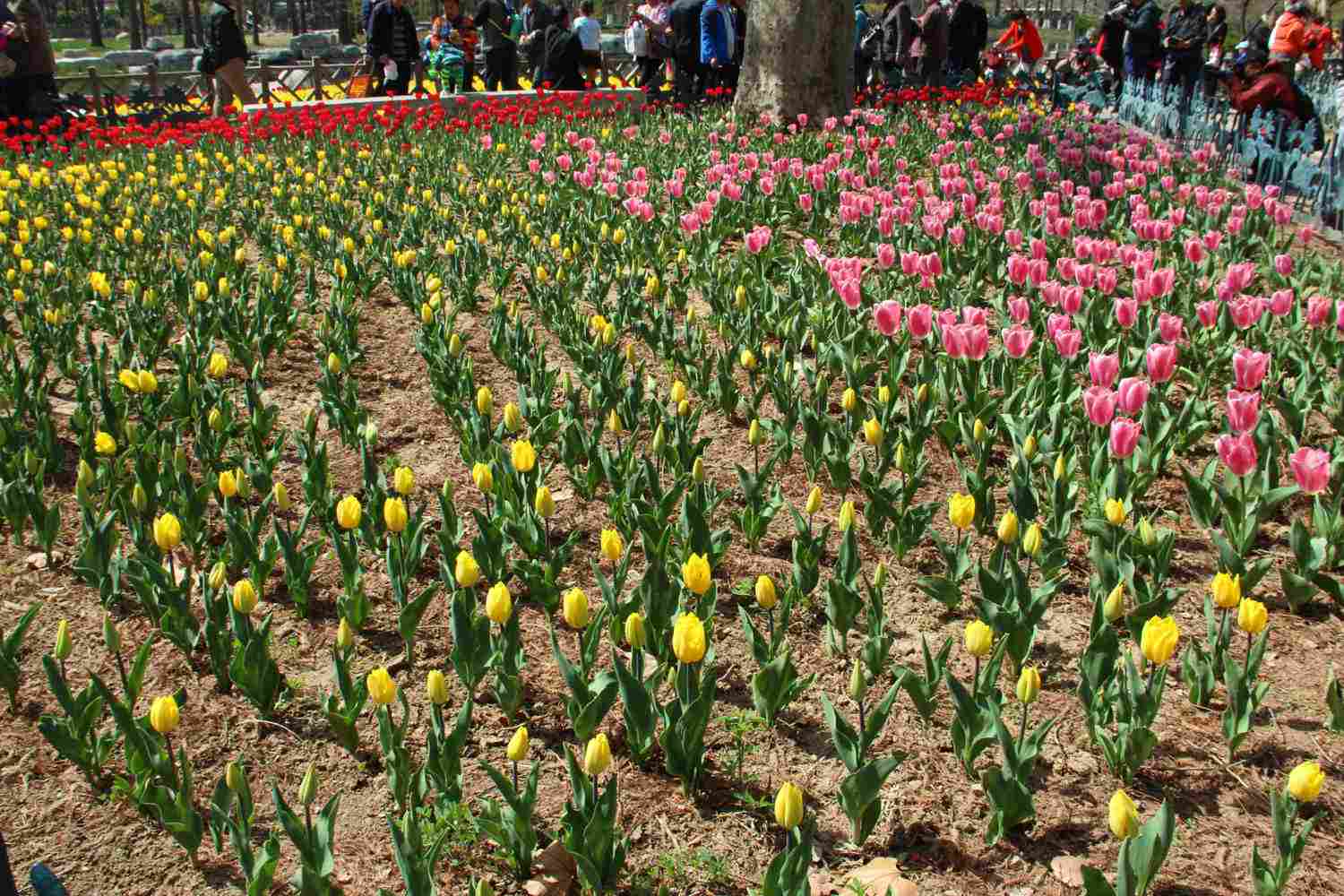 火红色的郁金香