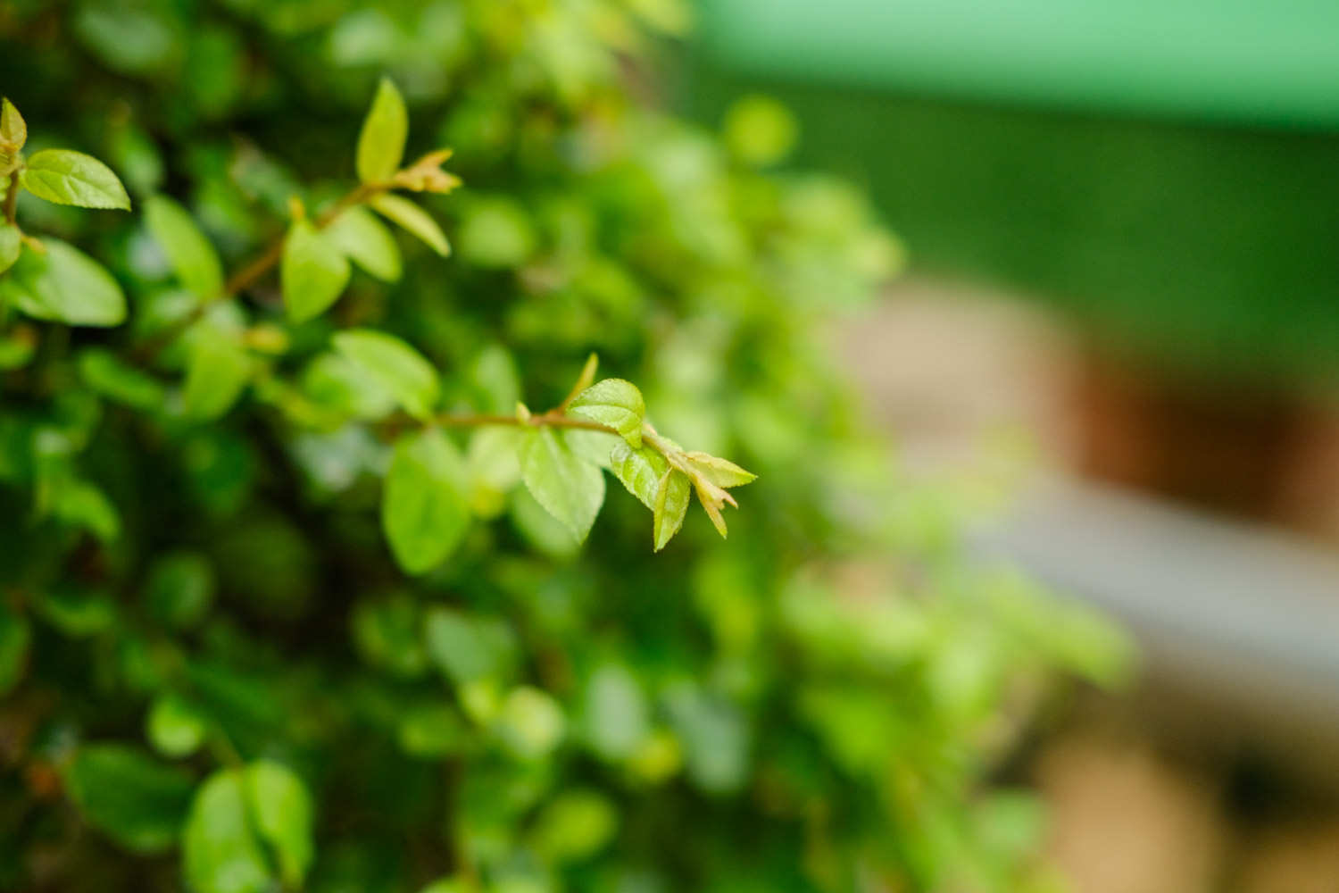 花器和花材完美结合