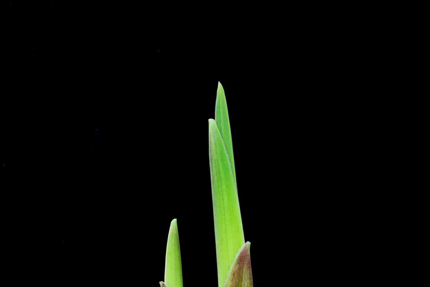 洁白的多花唐菖蒲