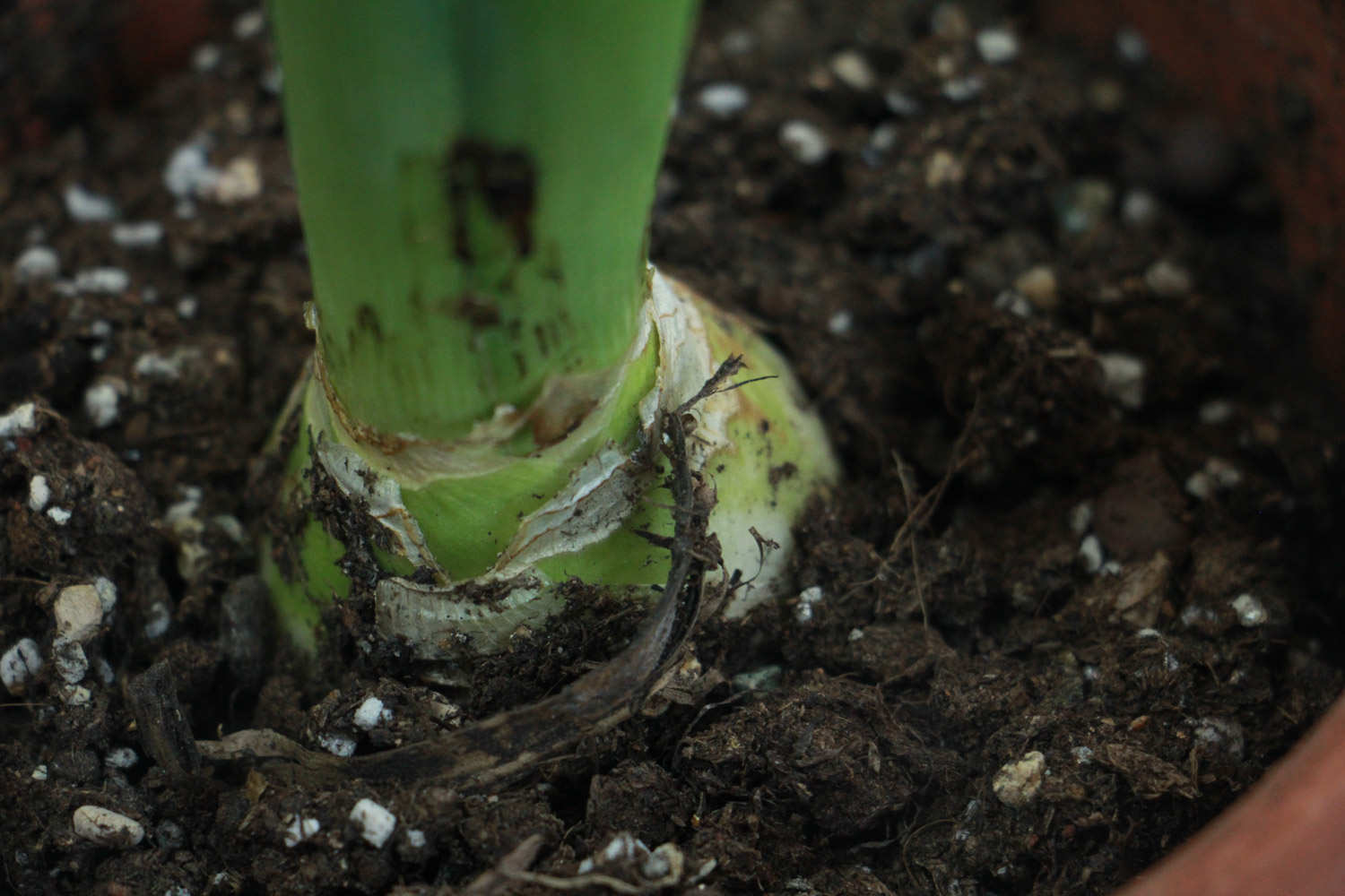倾慕与浪漫的代言——粉色风信子