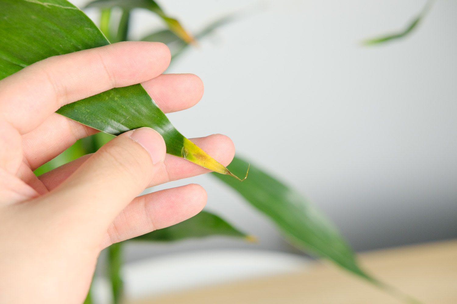 岁岁有今朝——富贵竹盆景