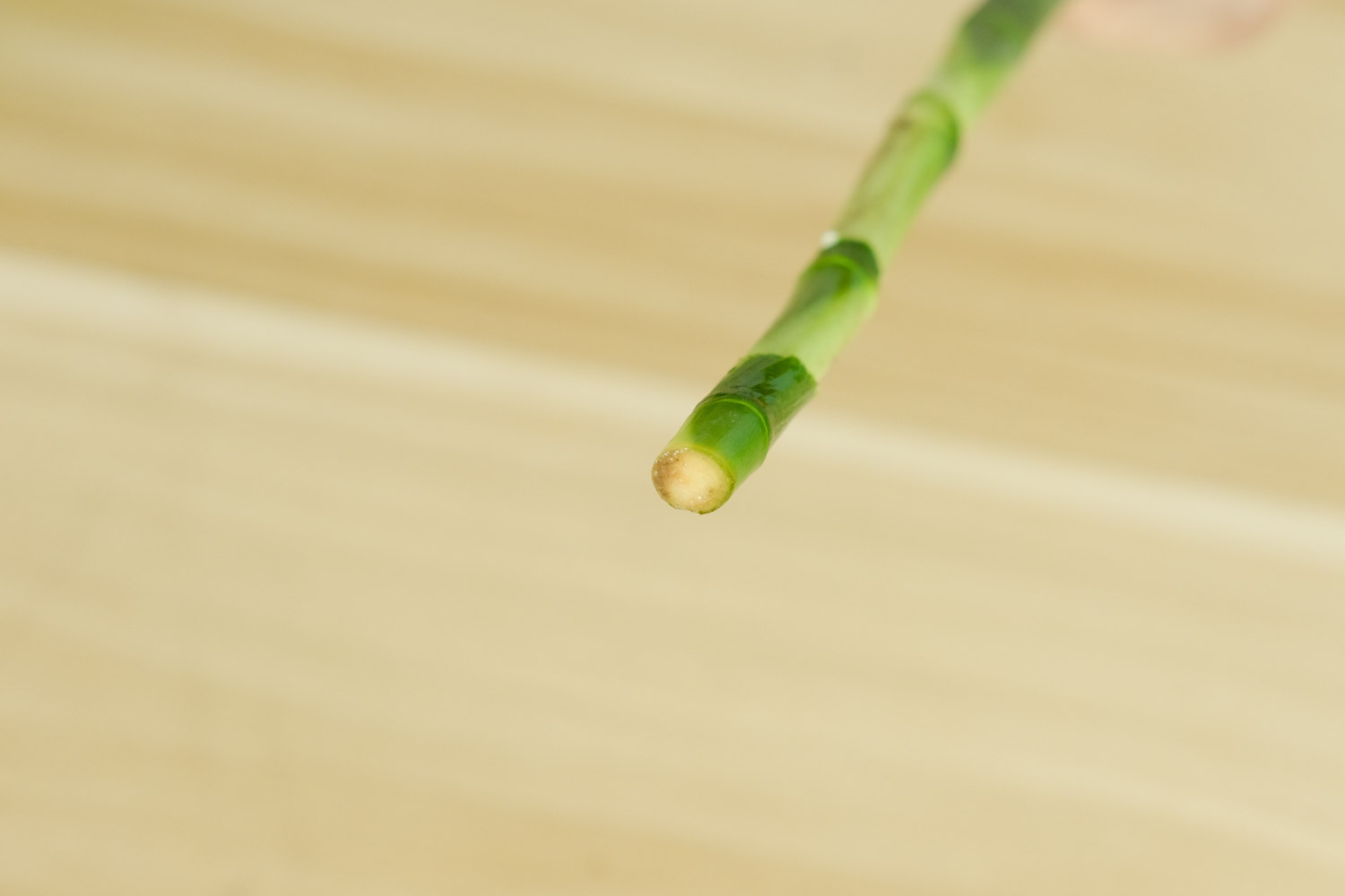 年年有今日——富贵竹盆景