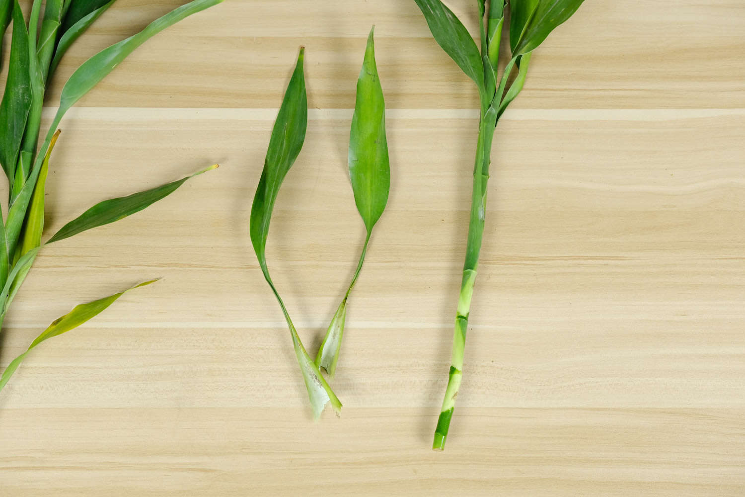 富贵竹盆景美图