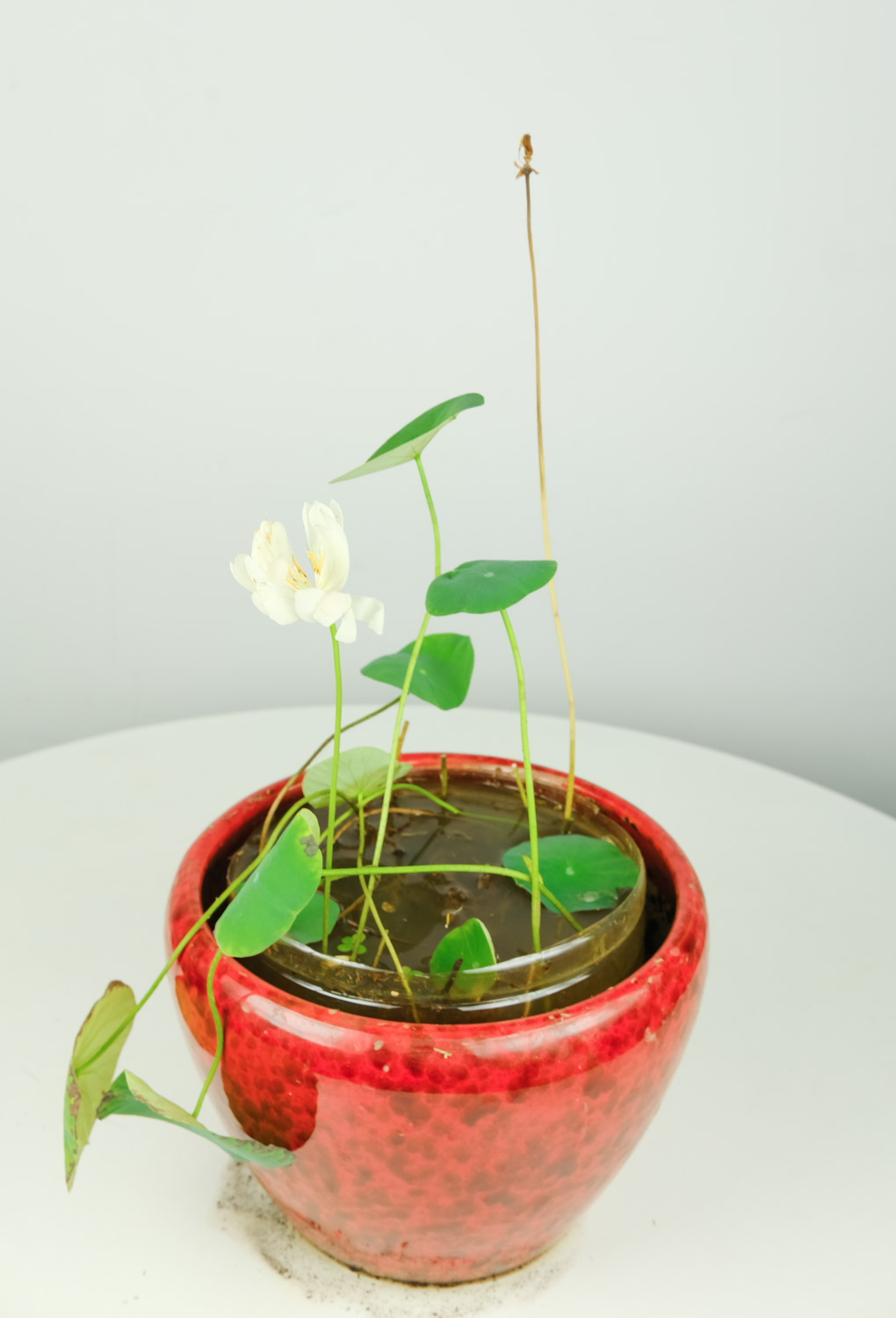 如你宛在水中央——碗莲盆景