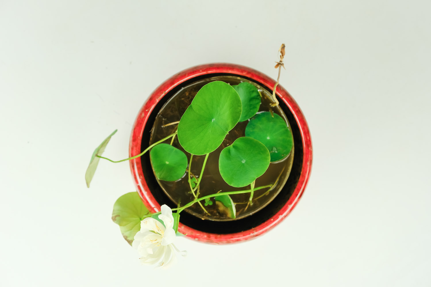 碗莲盆景的图片