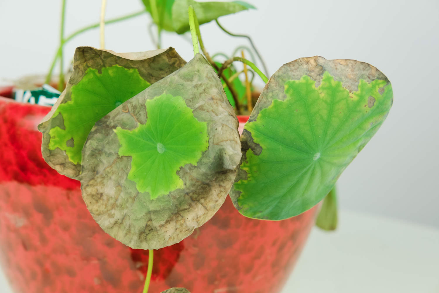 碗莲盆景的美图