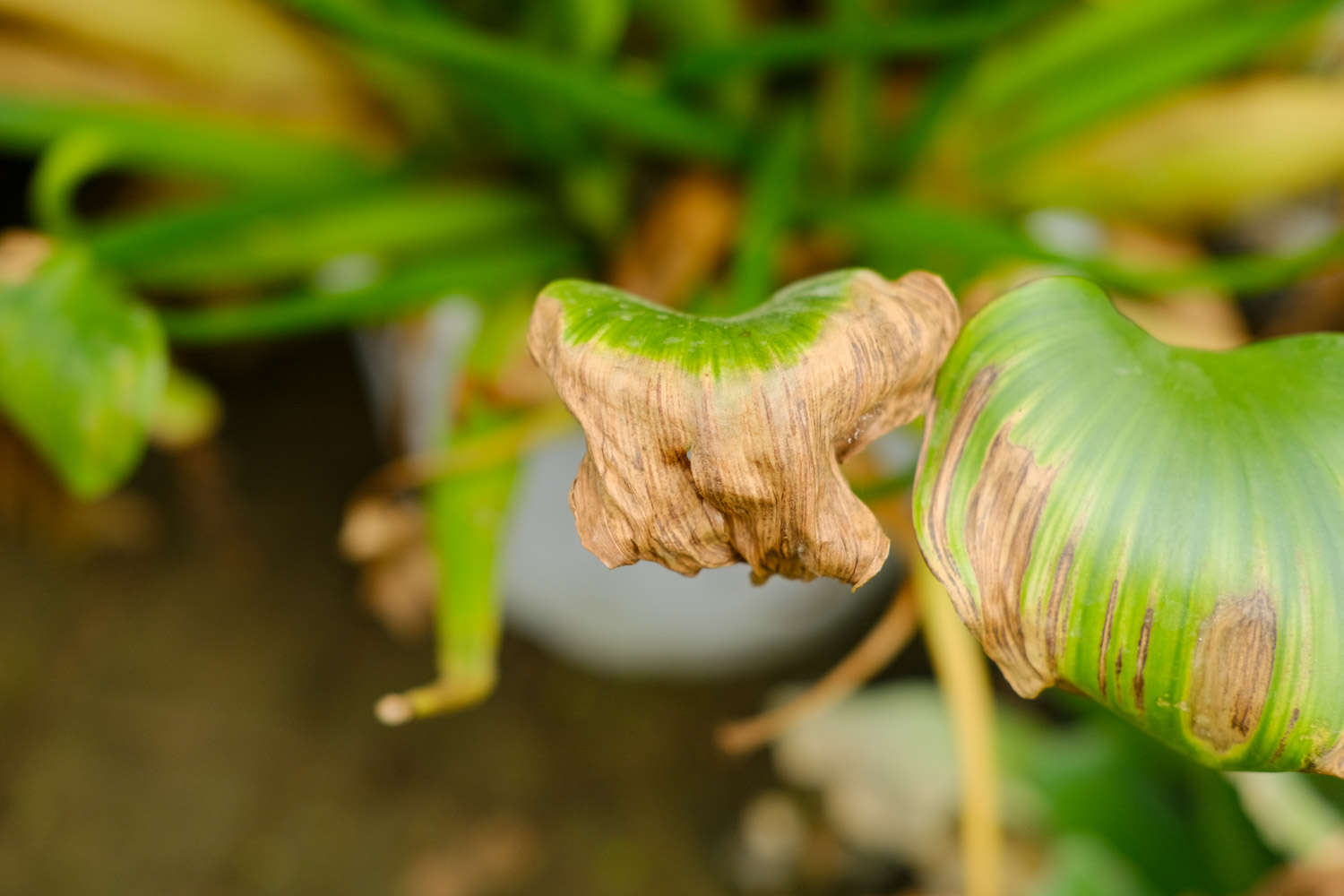 凤眼莲——花中凰者