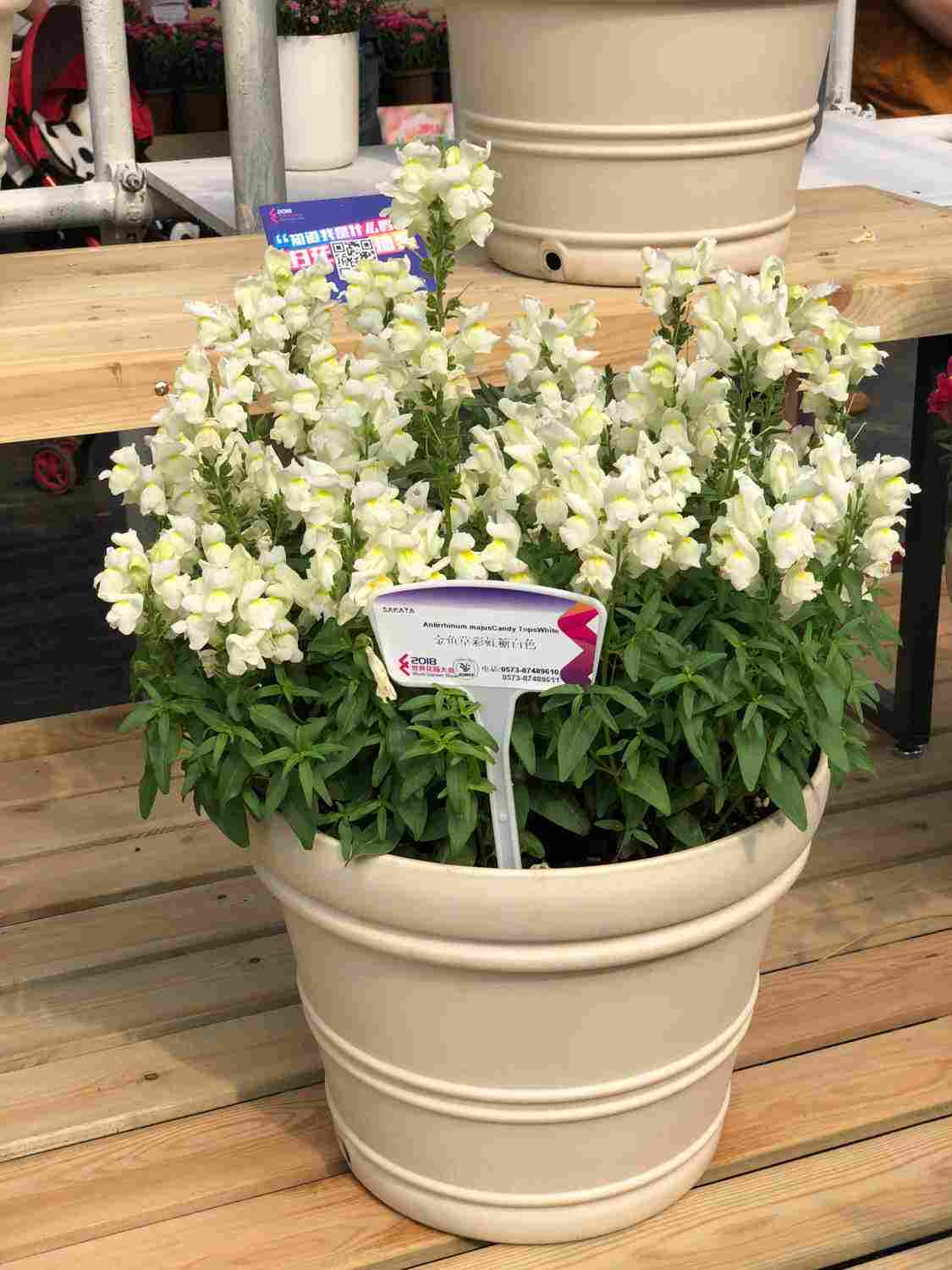 金黄小鱼 ——金鱼草