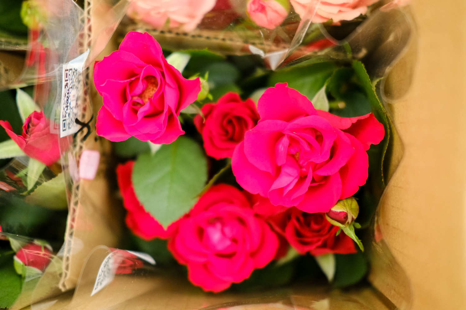 月季盆景的美图