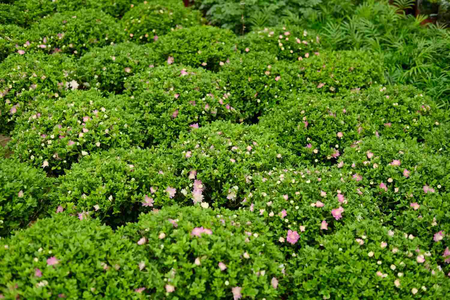 夏菊，名流千秋