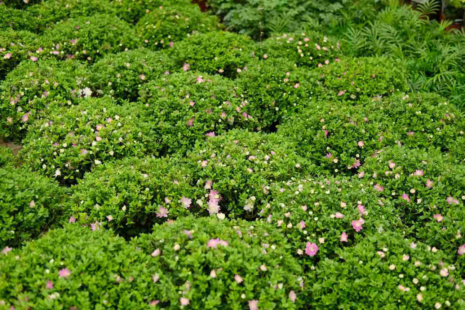 夏菊名流千秋变白色了