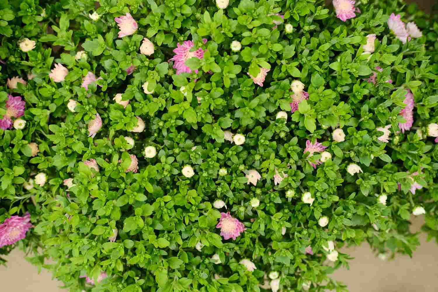 夏菊名流千秋同株不同色