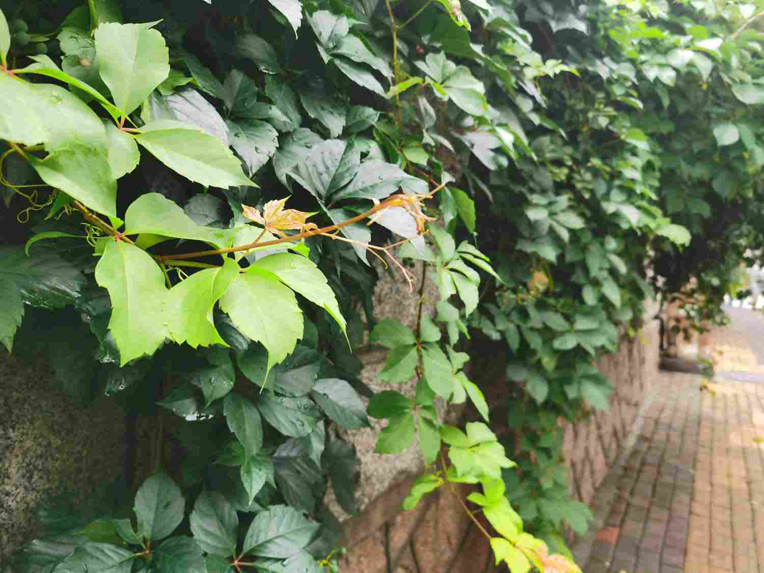 爬山虎盆景图片