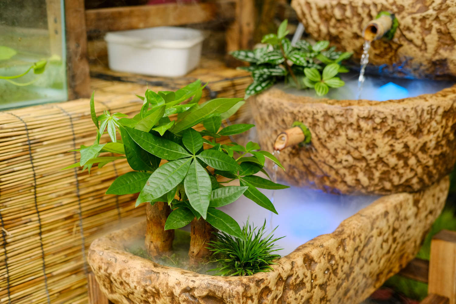 恭喜发财，红包拿来——发财树盆景