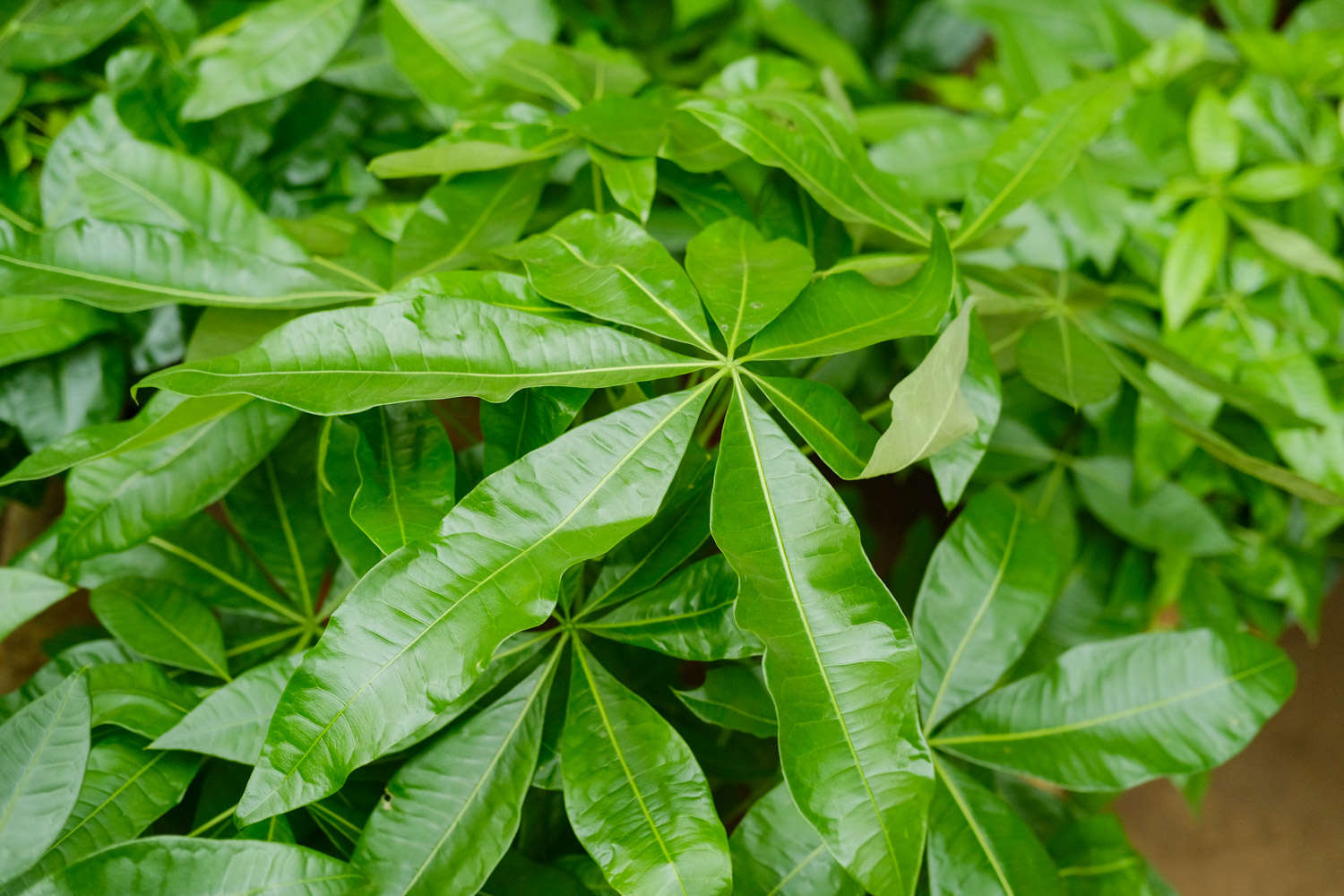 发财树盆景图片