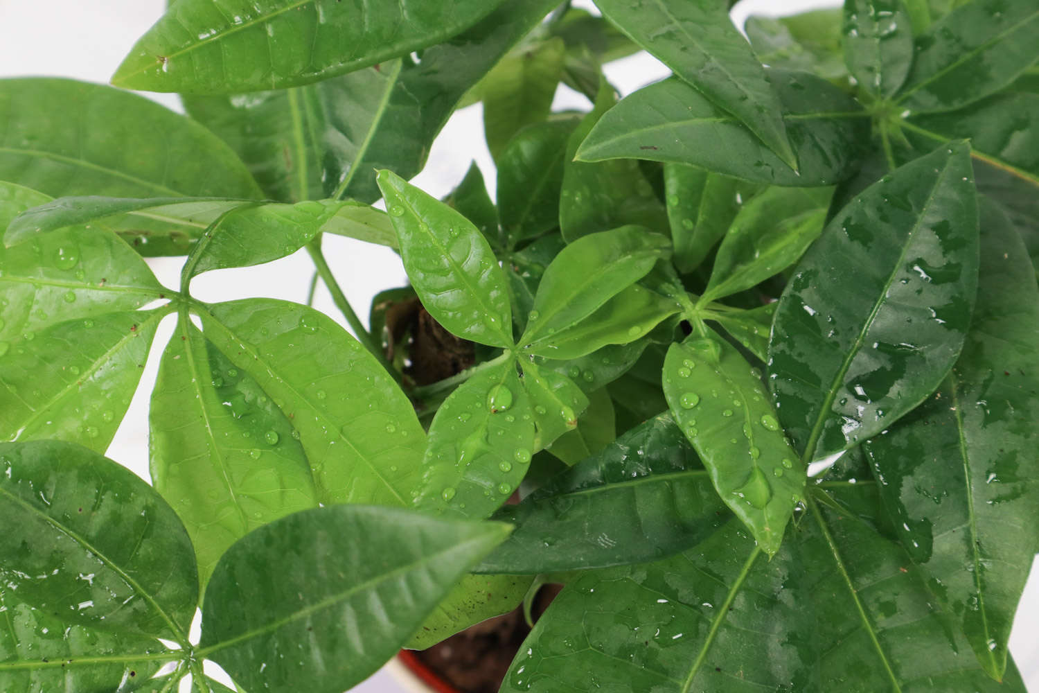 发财树盆景的图片