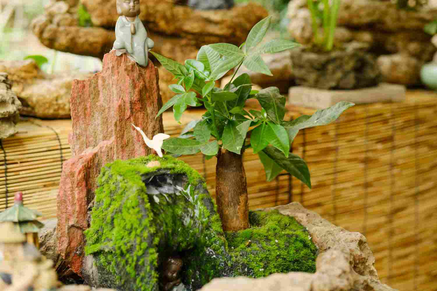 发财树盆景美图