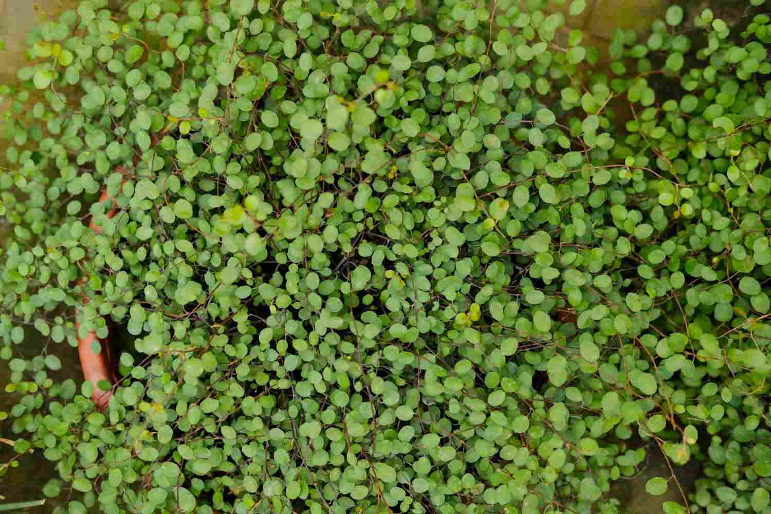 一千零一叶——千叶吊兰