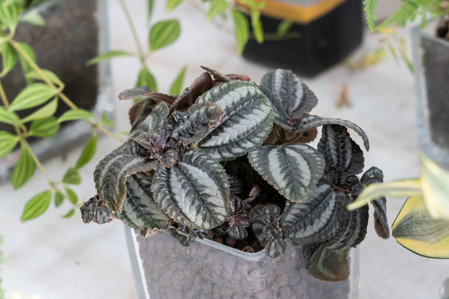 大自然的“礼花”——皱叶冷水花