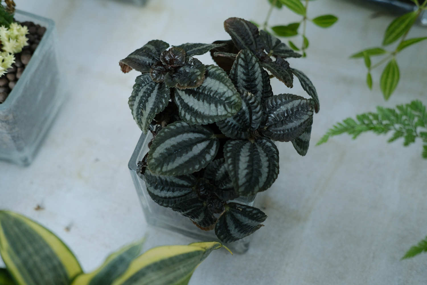 皱叶冷水花开花