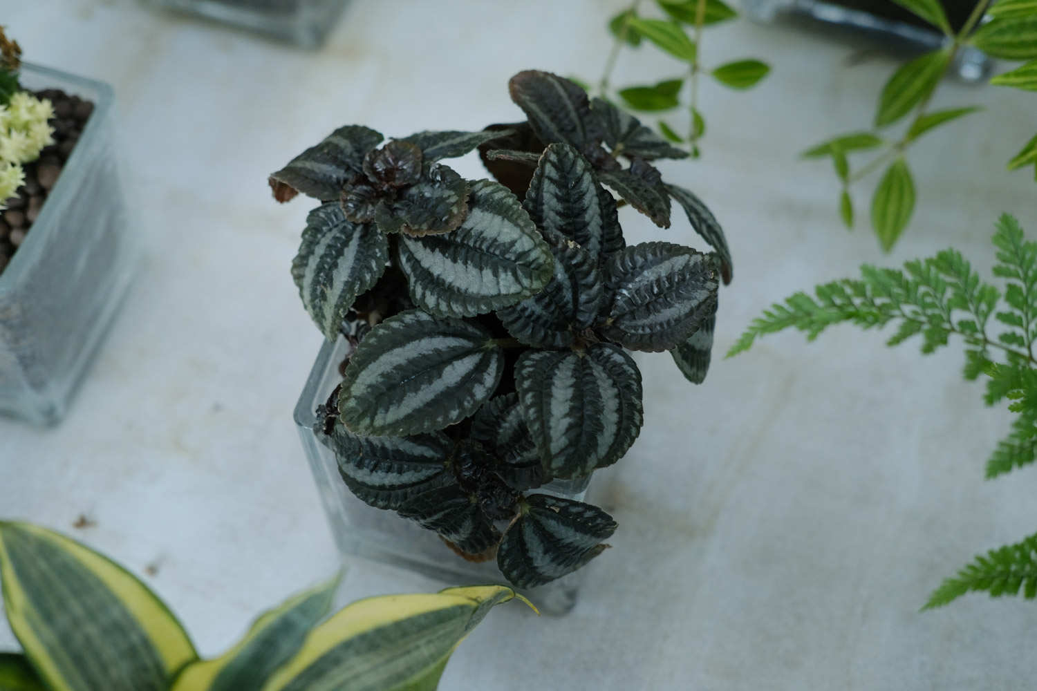 傍晚皱叶冷水花