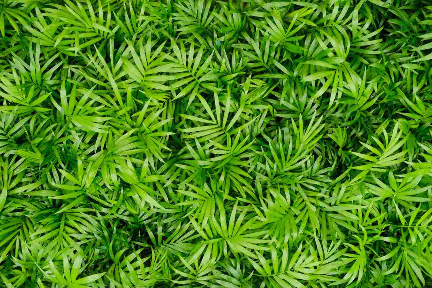 小熊版袖珍椰子