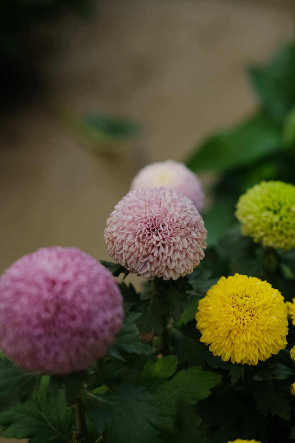 色彩丰富乒乓菊