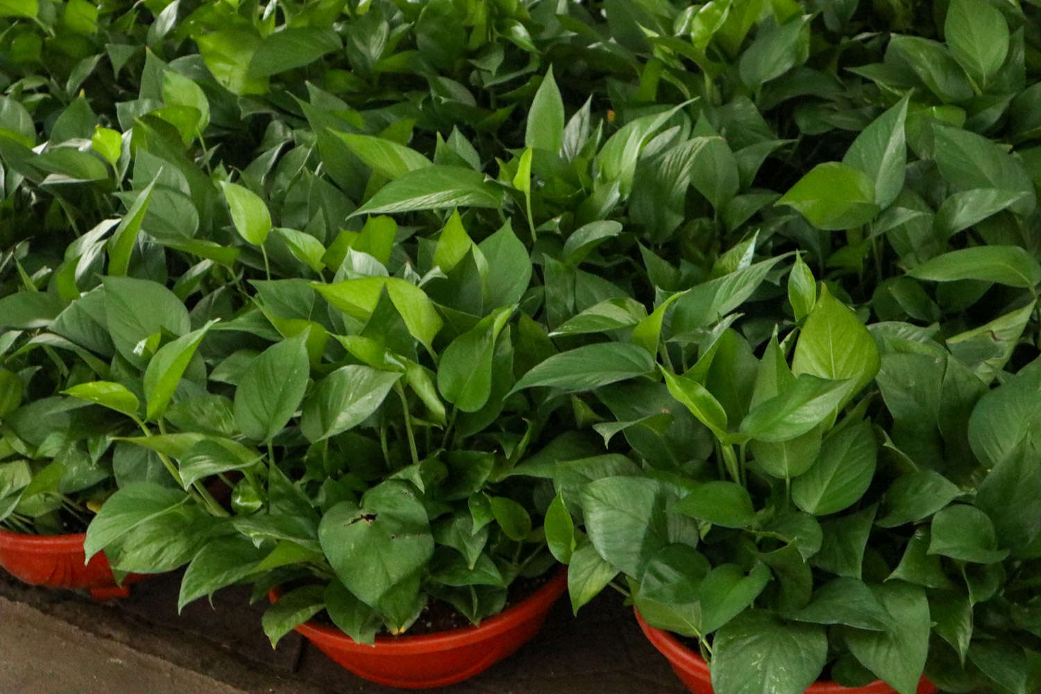 绿意丛生，绿萝盆景