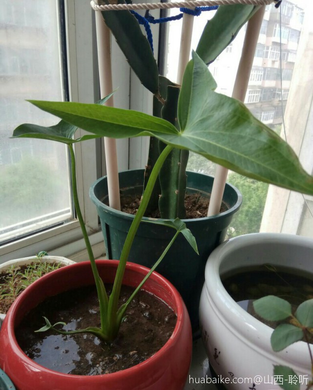 可以吃的茨菰