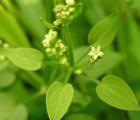 茜草