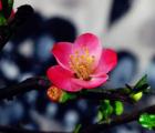 贴梗海棠