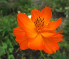 硫华菊