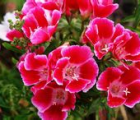 送春花