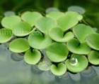 浮萍 浮萍